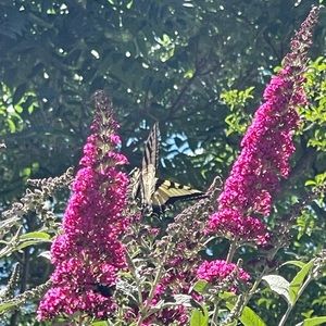 Meet your Posher, Raina